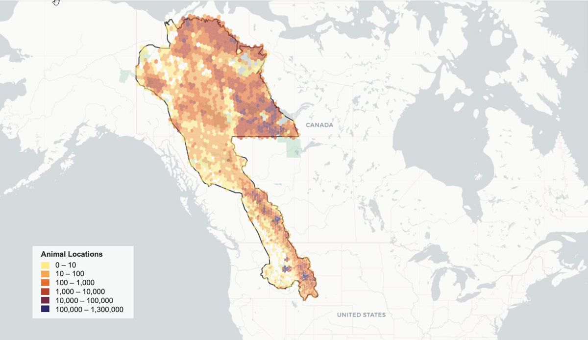 Carte du Canada et des États-Unis mettant en évidence le corridor de migration Yellowstone-Yukon (Y2Y) et montrant les données de suivi des animaux dans le corridor.