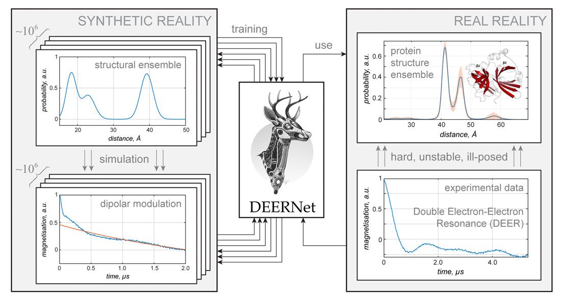 Figure 3. A schematic of DEERNet, a deep neural network infrastructure written in MATLAB with Statistics and Machine Learning Toolbox to solve a well-known structural biology problem: distance measurement between unpaired electrons. 