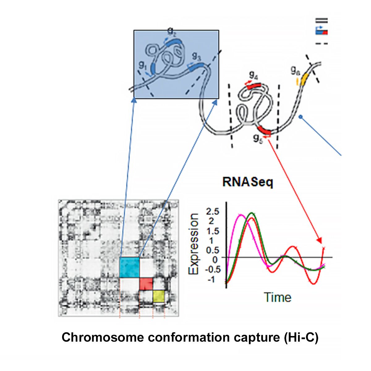 A visual combining 3D genome structure and gene expression data to support cell reprogramming analysis.
