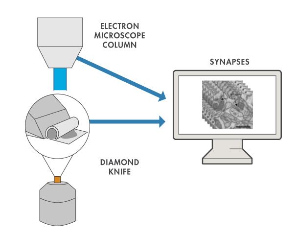 Figure 3. Serial scanning electron microscopy for brain imaging. A probe of neuronal tissue gets imaged and subsequently cut with a custom-built microtome. Alternations of cutting and imaging result in a 3D image stack. Scale bar = 1µm.