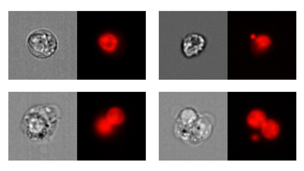 Mononucleated and binucleated cells. Left: bright-field images; right: nuclear fluorescence images.
