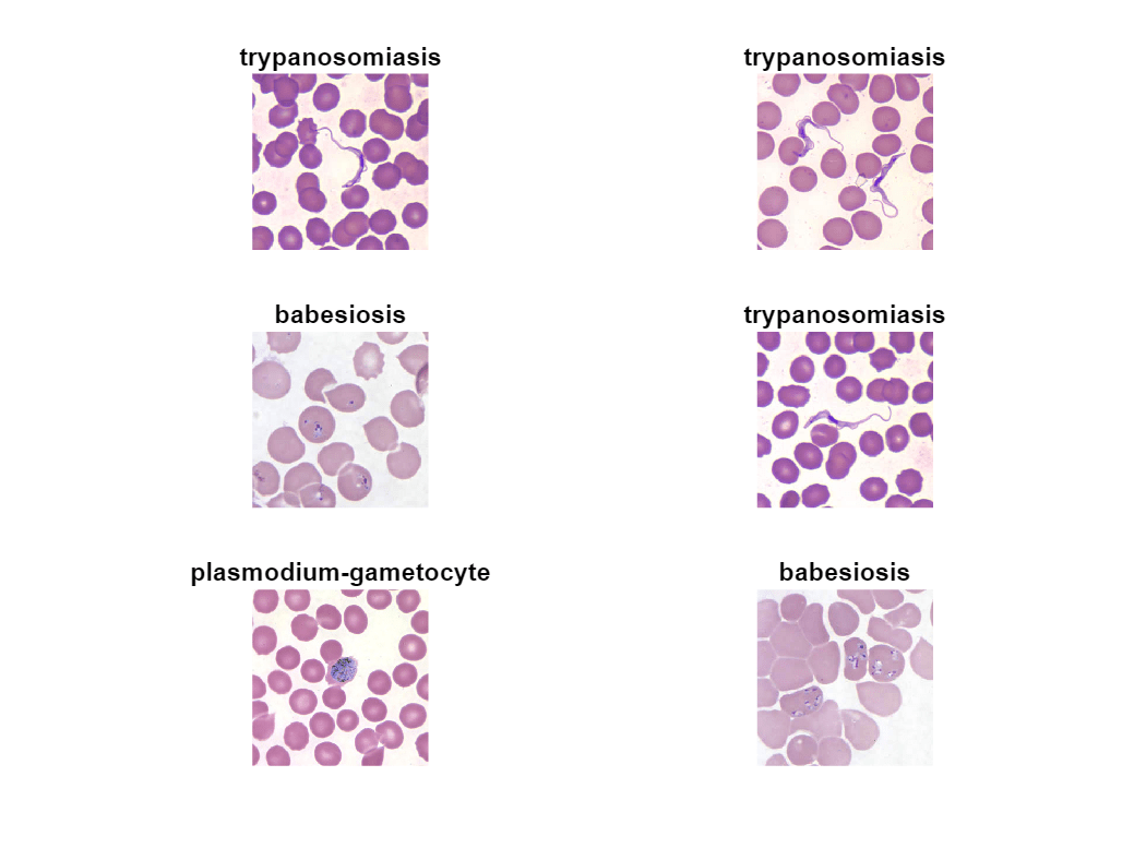 Parasite Classification Using Wavelet Scattering and Deep Learning