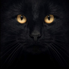 black_cat