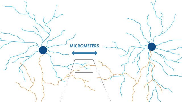 Reconstruction de cartes neuronales à partir de données de microscopie électronique avec le Deep Learning